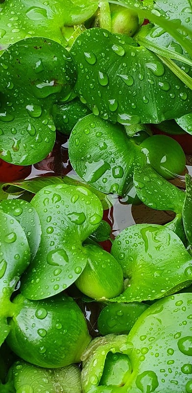 水生植物水葫芦