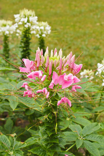 剑齿虎花或蜘蛛花。