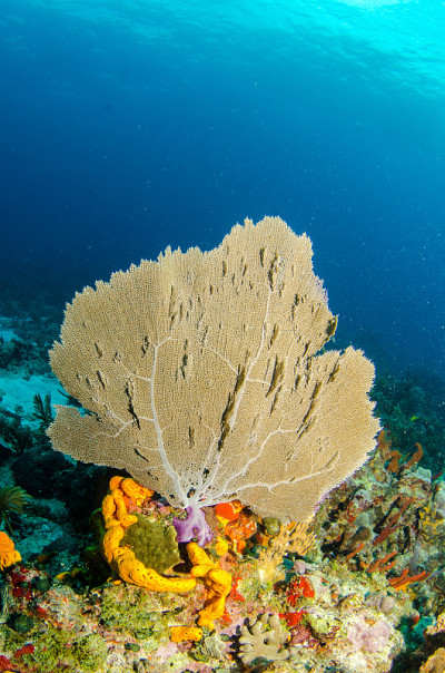 浅礁
