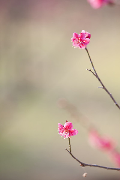 洋李;花