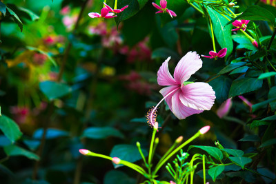 芙蓉花属锦葵科锦葵科植物。在印度的一个公园里，一种名为“鞋花”的木槿、中国玫瑰、夏威夷木槿、玫瑰锦葵