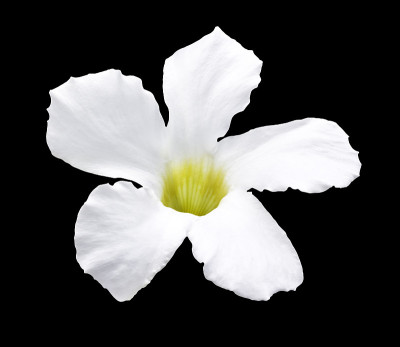 白花孤立