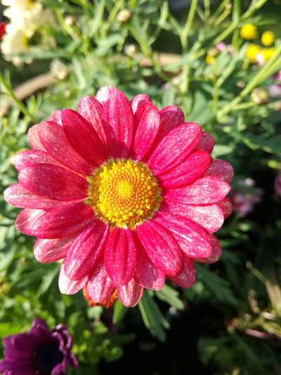 近距离的照片花非洲菊，热粉红色的雏菊花盛开与绿色模糊的背景。