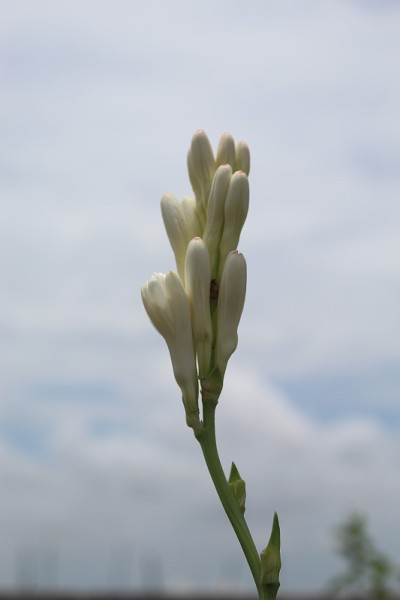 天空背景下的晚香玉花蕾