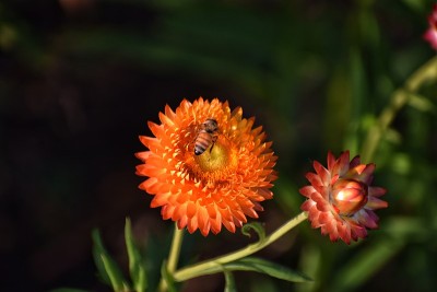 蜜蜂