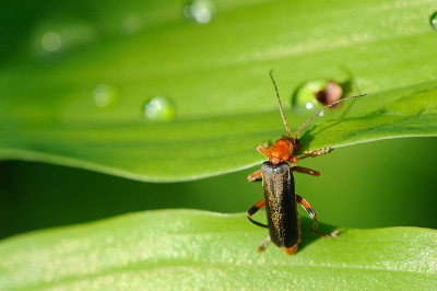 士兵甲虫(Cantharis Rustica)