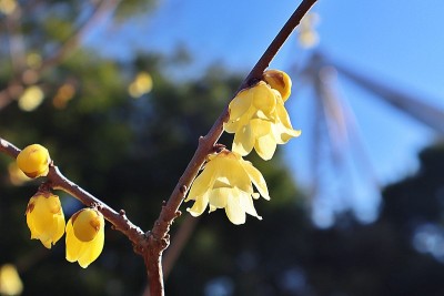 “蜡梅”像蜡像