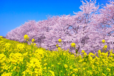 熊谷樱花和油菜花