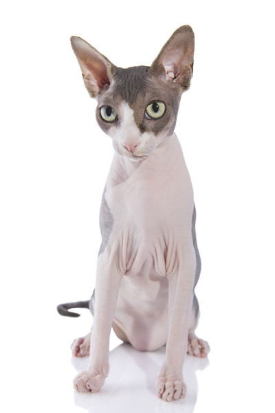 独坐斯芬克斯猫孤立