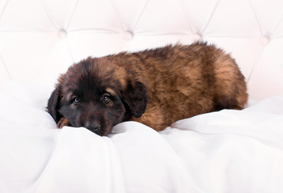 白色沙发上的小狗Leonberger