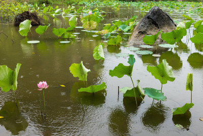 亚洲粉红莲花湖