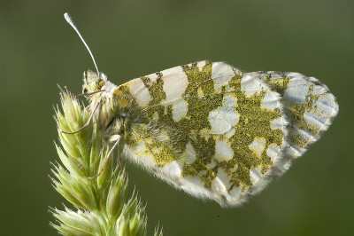 桔梗蝶(cardamines)