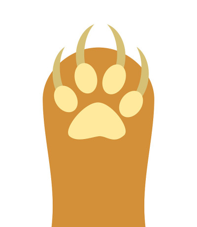 猫的指甲
