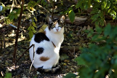 小猫被抓到偷偷摸摸