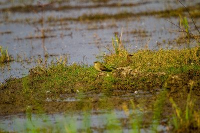 有衣领的pratincole (Glareola pratincola)，也被称为普通pratinc