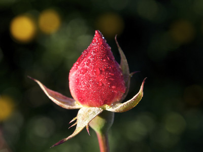 玫瑰花蕾在晨露中湿漉漉的