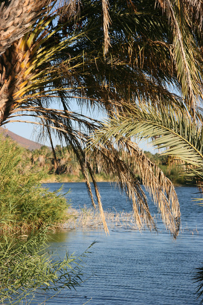 Laguna (lagoon) de San Ignacio, San Ignacio, Baja 