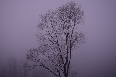 近距离的光秃秃的树顶对美丽的雾蒙蒙的早晨天空