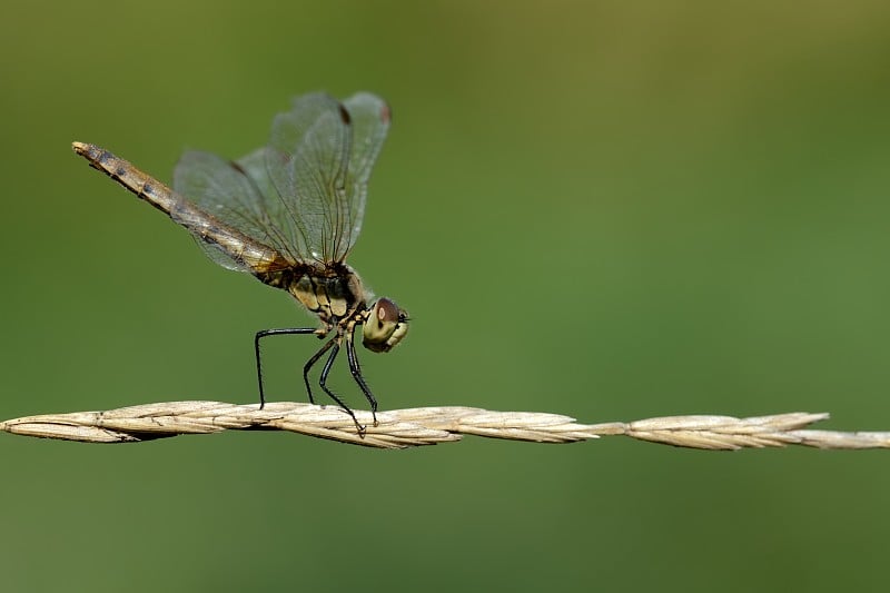 Sympetrum depressiusculum,女