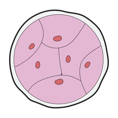生物学遗传胚胎细胞分裂