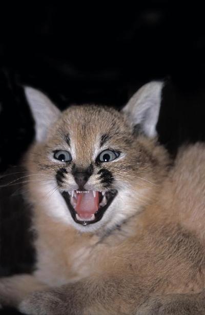 Caracal, Caracal, Cub咆哮