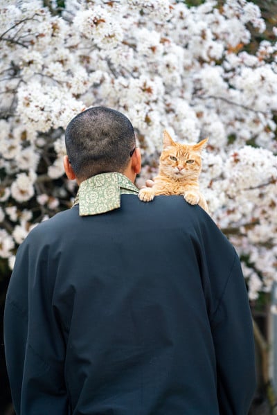和尚抱着一只猫在樱花下