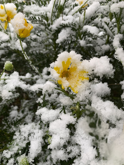 冰雪覆盖的花