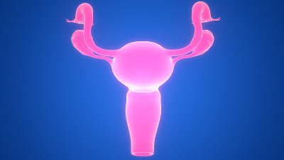 女性生殖系统解剖学