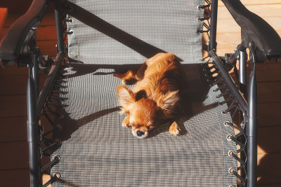 一种小型犬种吉娃娃