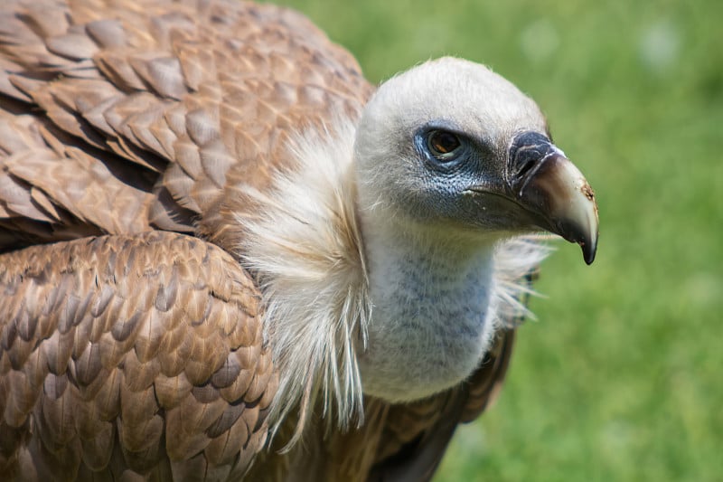 格里芬秃鹰(Gyps fulvus)