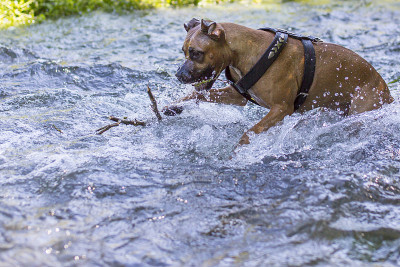 水中之犬