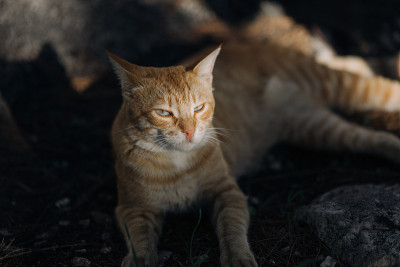 棘手的姜猫