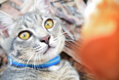 灰虎斑猫近