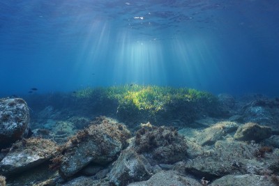 水下的阳光照射着海底的岩石和海草