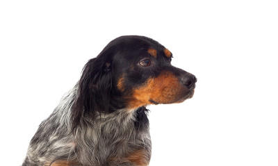 布列塔尼犬的肖像