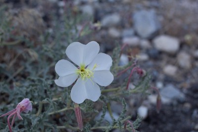 Oenothera california bloom - SAN bernardino MTNS -