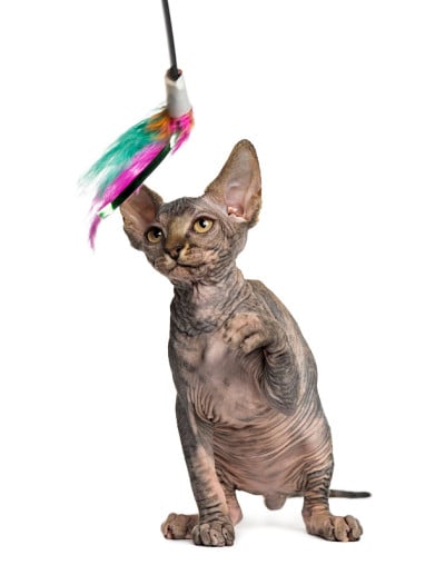 小猫斯芬克斯玩的是一根孤立的白色玩具棍