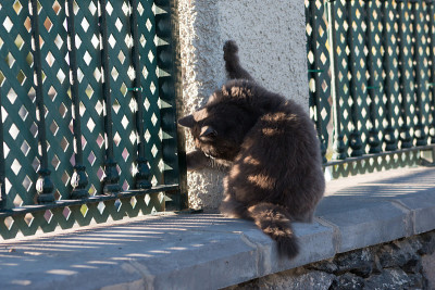 街猫