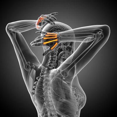 掌骨的3d渲染医学插图