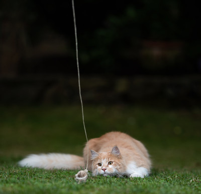 猫在户外