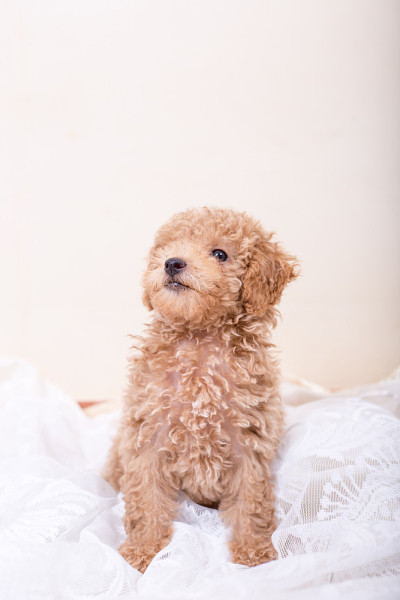 贵宾犬