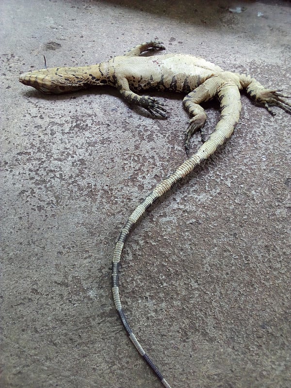 死水监视器(Varanus Salvator)，垂直