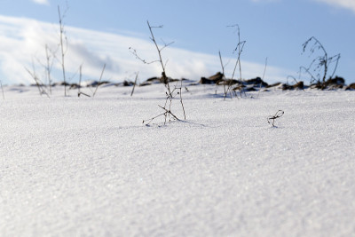 雪在冬天