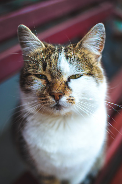 透视中的猫眯起眼睛看着摄像机