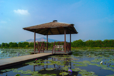 亭在莲花湖中