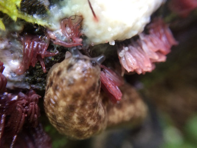 鼻涕虫和黏液霉菌