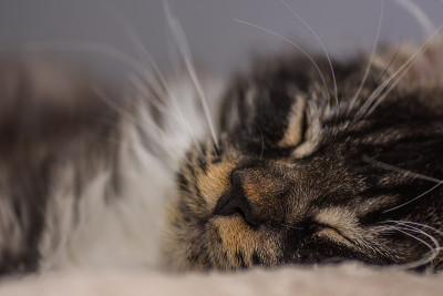 缅因猫在垫子上睡觉