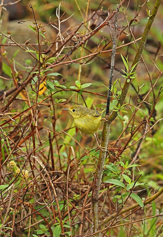 黄色莺