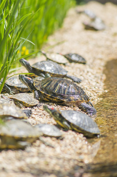 红耳滑龟(Trachemys scripta elegans)在水附近的石头上休息