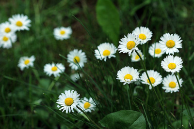 雏菊